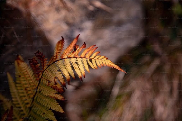 The Last Leaf