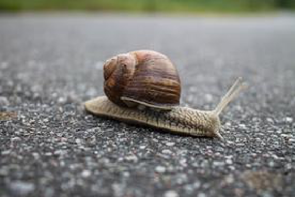 A Snail